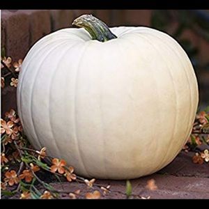 Meet your Posher, Jan